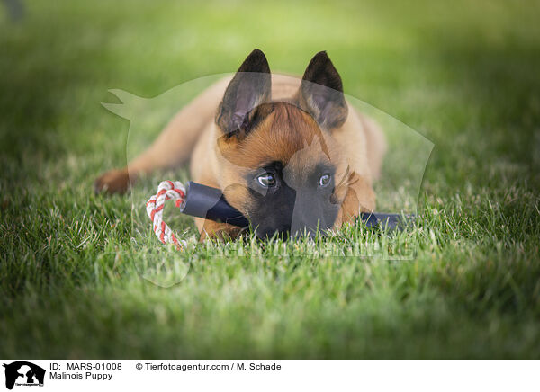 Malinois Welpe / Malinois Puppy / MARS-01008