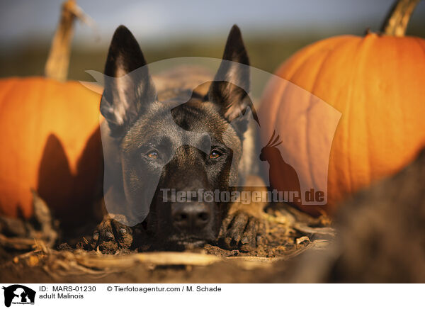 ausgewachsener Malinois / adult Malinois / MARS-01230