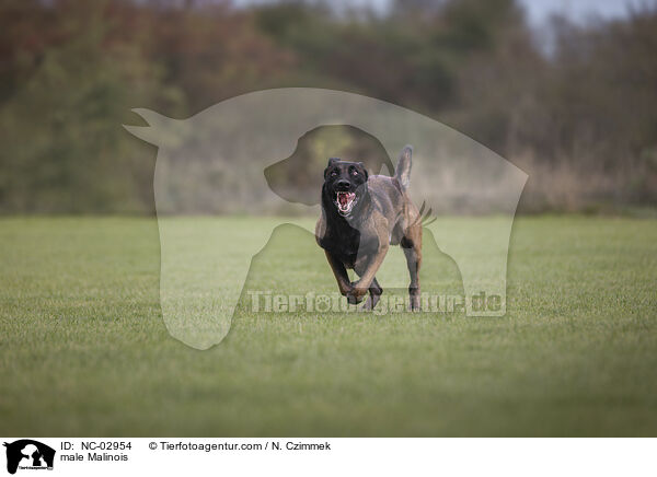 Malinois Rde / male Malinois / NC-02954