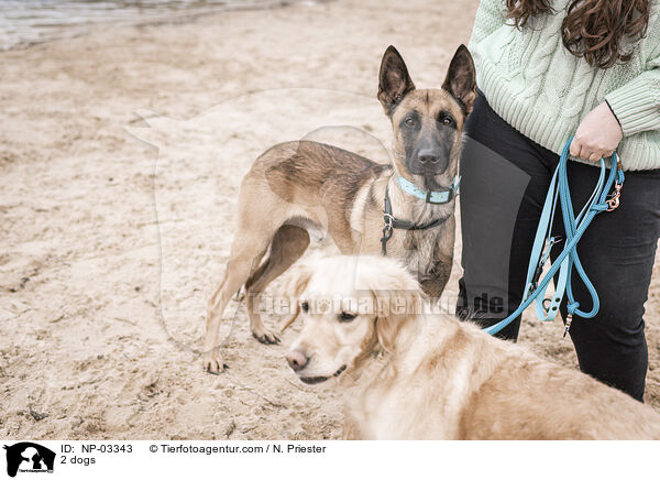 2 dogs / NP-03343