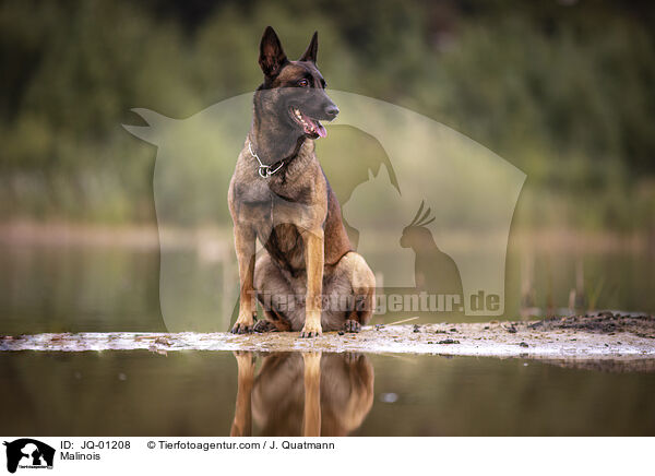 Malinois / Malinois / JQ-01208