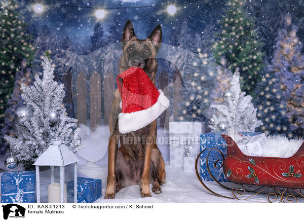 Malinois Hndin / female Malinois / KAS-01213