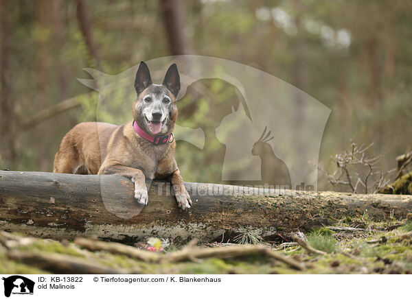 alter Malinois / old Malinois / KB-13822