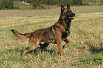 standing Malinois