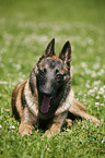 yawning Malinois