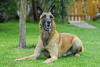 lying Malinois