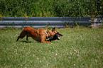 Belgian Malinois with toy