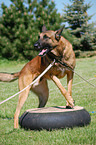 Belgian Malinois