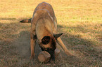 playing Malinois