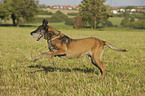 running Malinois