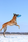 playing Malinois