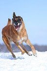 running Malinois