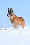 running Malinois