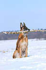 retrieving Malinois