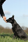 young Malinois