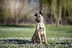 sitting Malinois Puppy