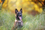 Malinois