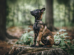 sitting Malinois Puppy