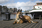 lying Malinois