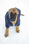 sitting Malinois Puppy