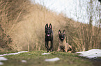 2 Malinois