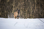 running Malinois