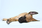 Malinois Puppy