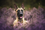 adult Malinois