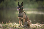 Malinois