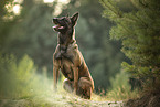 Malinois