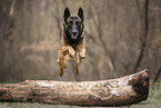 Malinois