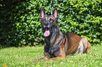 Malinois