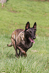 male Malinois