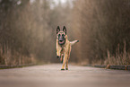 Malinois