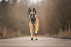 Malinois