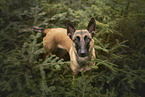 Malinois