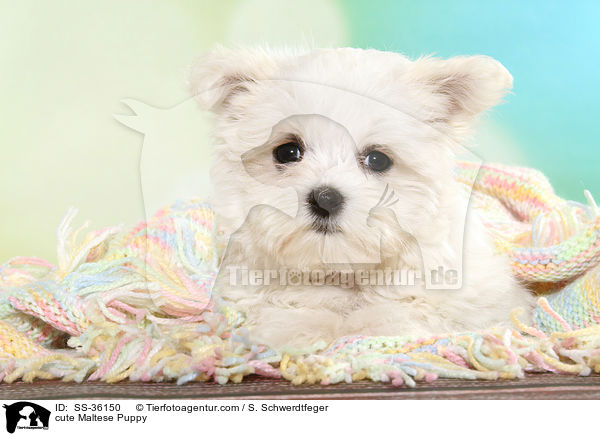 ser Malteser Welpe / cute Maltese Puppy / SS-36150