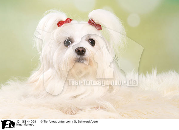 liegender Malteser / lying Maltese / SS-44968