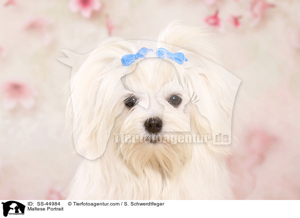 Malteser Portrait / Maltese Portrait / SS-44984