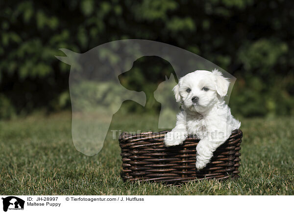 Maltese Puppy / JH-28997