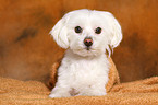 lying Maltese under blanket