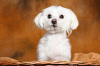 Maltese in basket