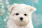 Maltese Puppy Portrait