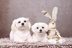 Maltese and  Shih Tzu