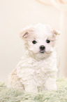 Maltese Puppy