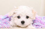 Maltese Puppy