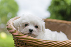 Maltese Puppy in the wicker basket