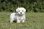 Maltese Puppy