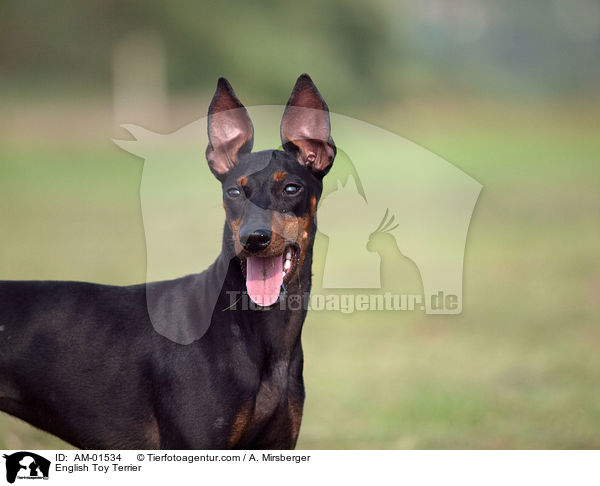 English Toy Terrier / AM-01534
