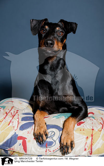 lying Manchester Terrier / MW-04729